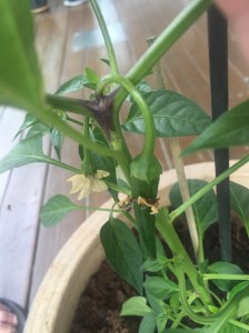 Tores chili vokser :-)